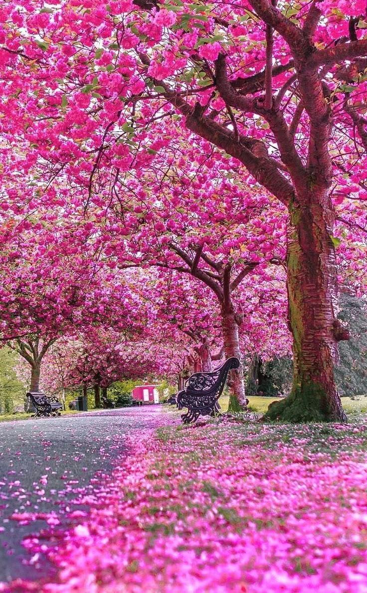 Serenity's Touch Gentle Petals