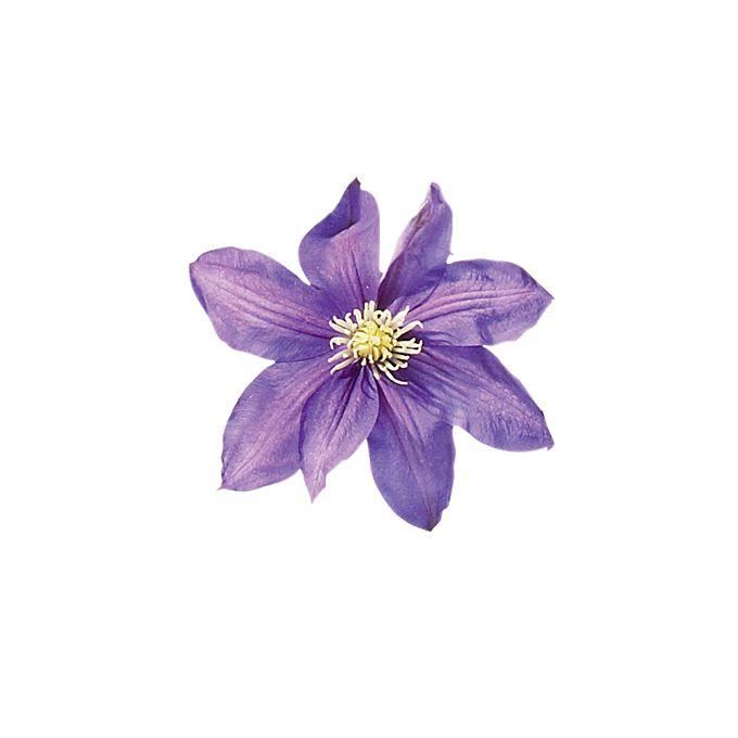 Vintage Charm Rustic Flora Mix